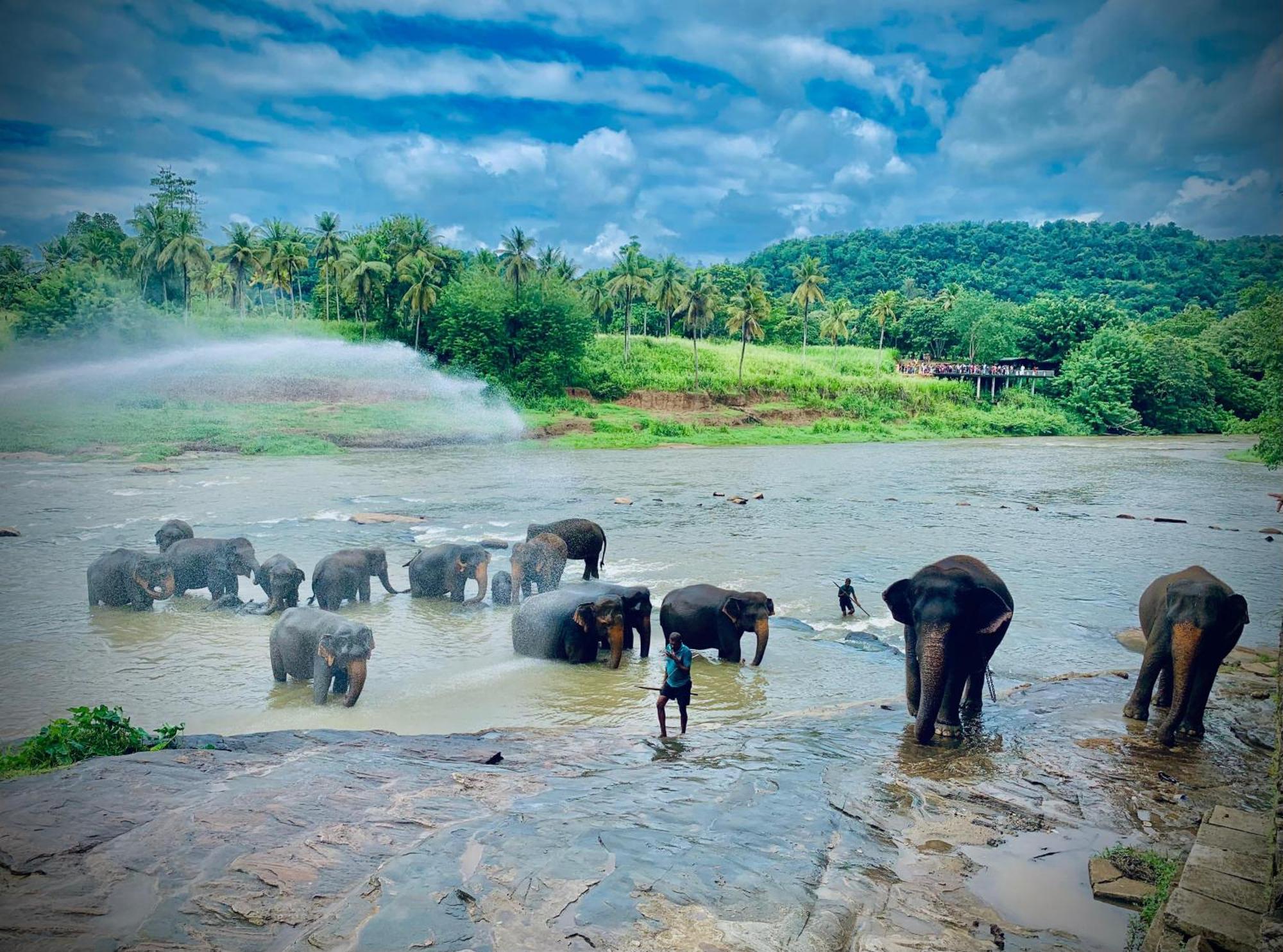 Elepath Lodge- Pinnawala Pinnawala  Bagian luar foto