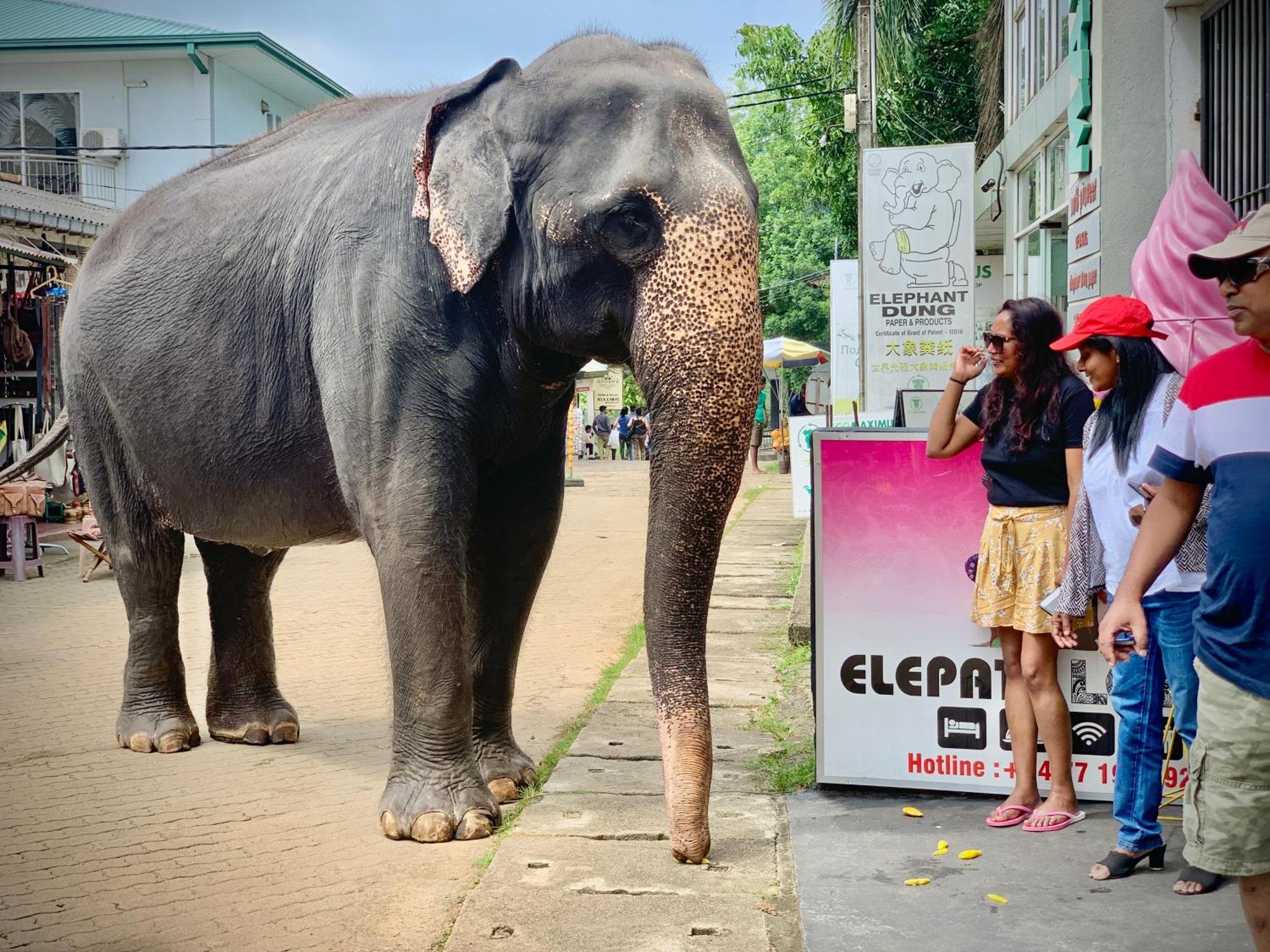 Elepath Lodge- Pinnawala Pinnawala  Bagian luar foto