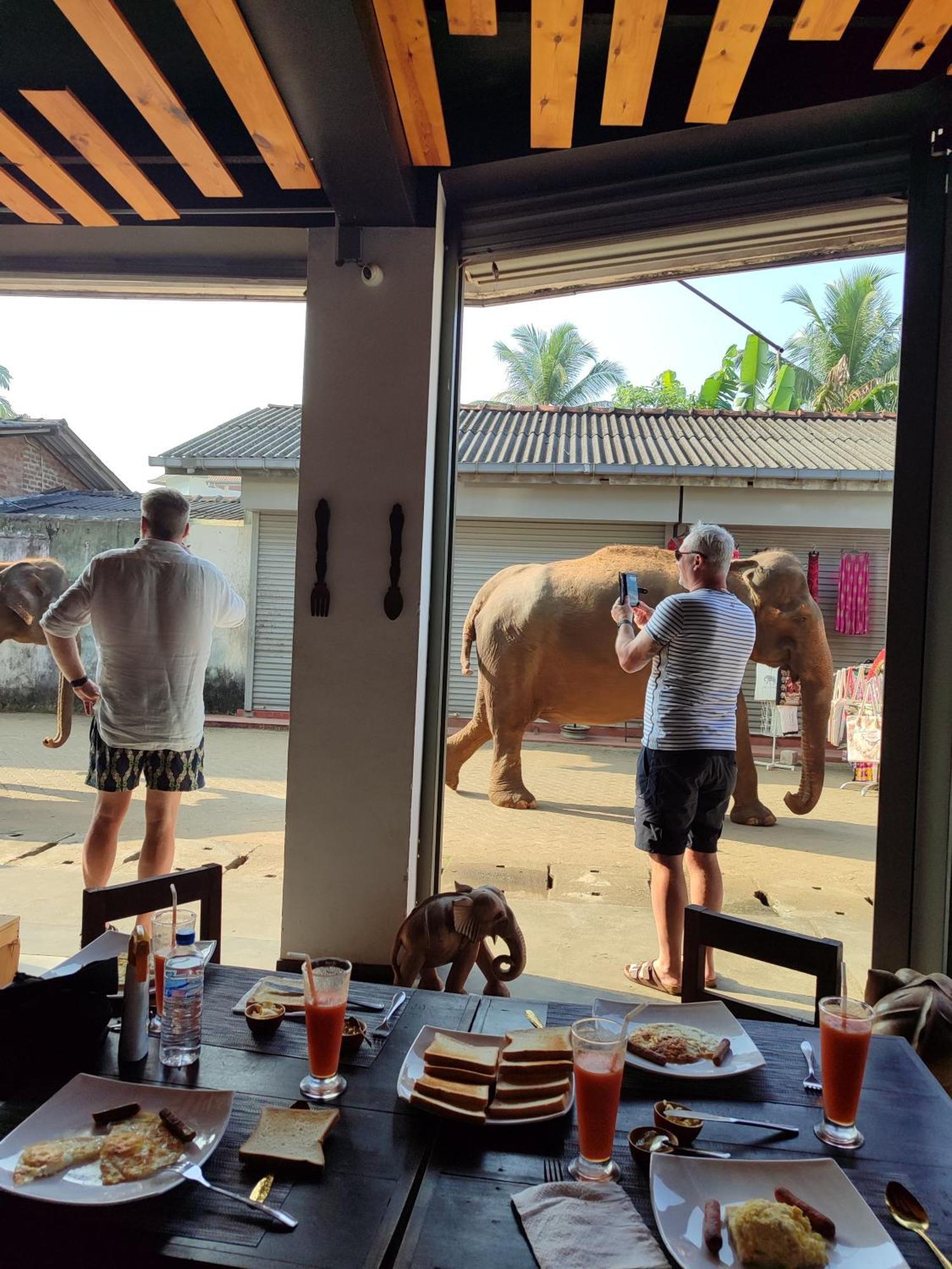 Elepath Lodge- Pinnawala Pinnawala  Bagian luar foto