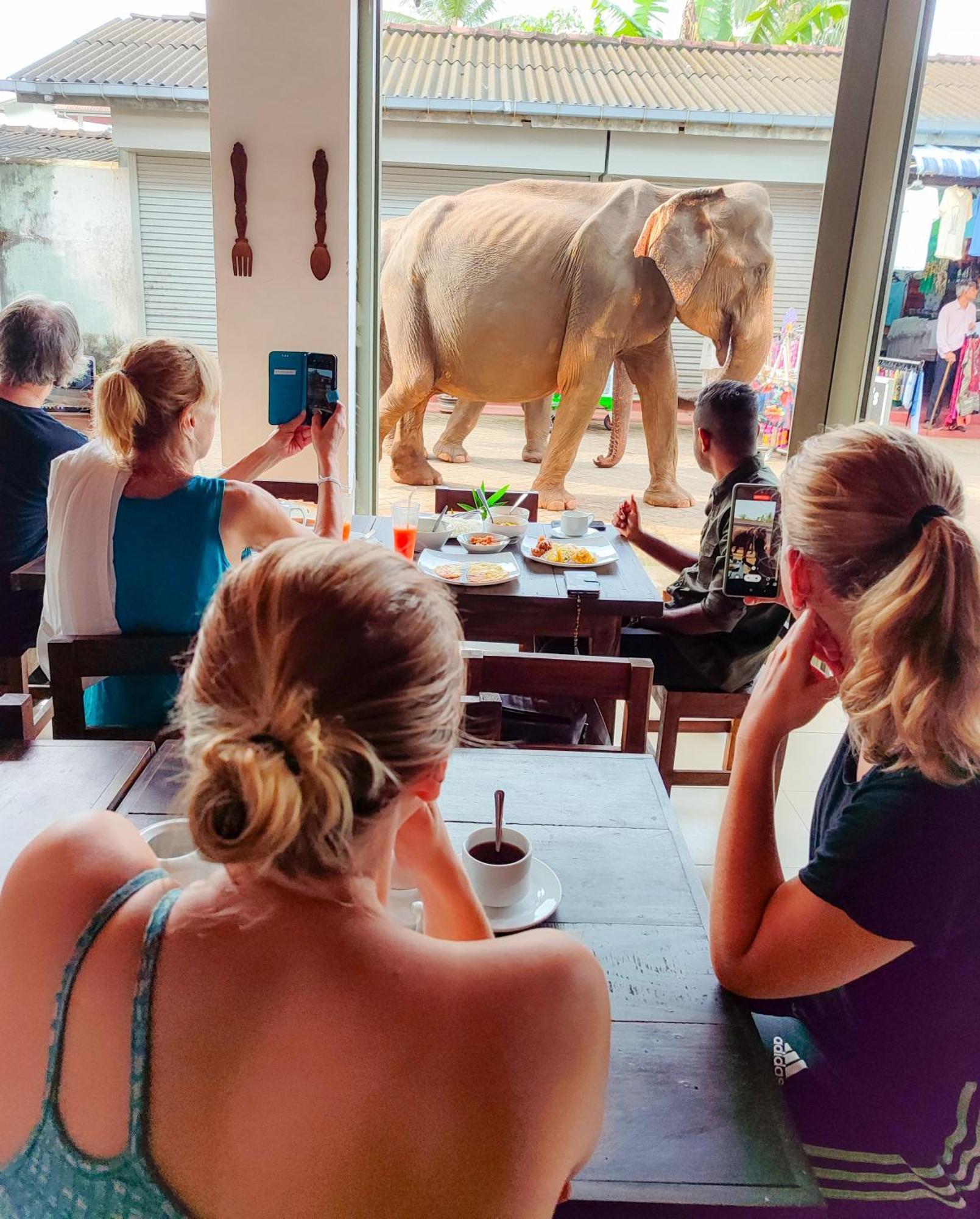 Elepath Lodge- Pinnawala Pinnawala  Bagian luar foto