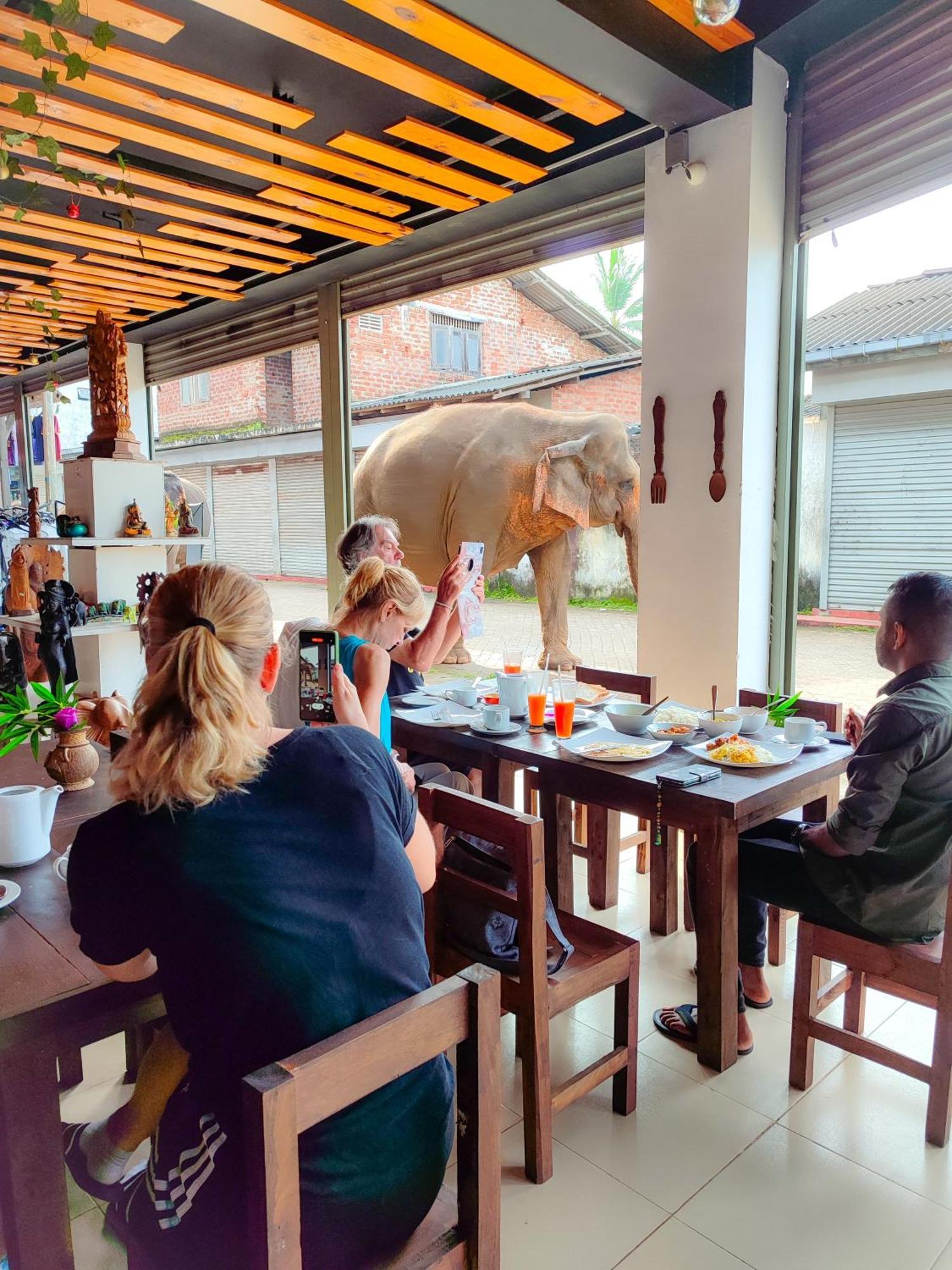 Elepath Lodge- Pinnawala Pinnawala  Bagian luar foto